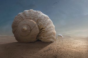 Flamingo and Giant Shell