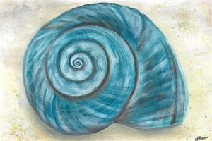 Blue Spiral Shell