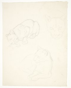 Three Studies of a Lion Cub by Svend Rathsack