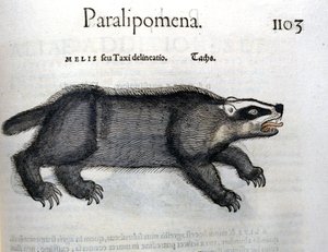 Badger, illustration from 