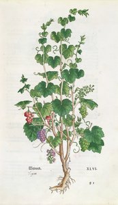 Grape Vine (Vitis Vinifera) botanical plate from De Historia Stirpium by Leonard Fuchs, 1543 by Swiss School