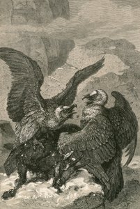 Lammergeiers and their Prey by Swiss School