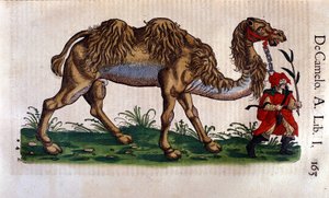 Representation of a Camel, illustration from 