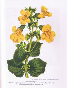Monkey Flower, Nature in Britain published by Collins 1946