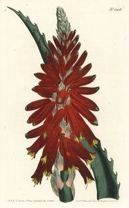 Narrow leaved sword aloe, Aloe arborescens.