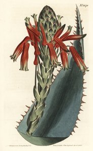 Blue aloe, Aloe glauca (Red-spined glaucous aloe, Aloe rhodacantha)