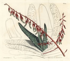 Fan aloe, Aloe plicatilis (Tongue aloe, Aloe lingua)