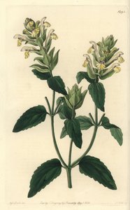 Alpine scutellaria