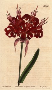 Amaryllis poppy color, with dark crimson flowers, flowering from a single foot