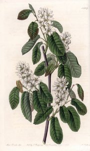 Amelanchier with alder leaves or flowered aronie - Engraved by S.Watts, from an illustration by Sarah Anne Drake, from the Botanical Register of Sydenham Edwards