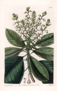 American Arbutus Tree by Sydenham Teast Edwards