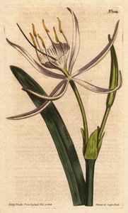 American pancratium with white fragrant flowers. Pancratium rotatum. by Sydenham Teast Edwards