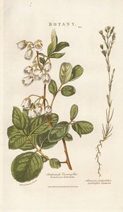 Andromeda and Sandwort