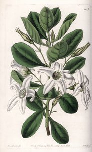 Anthocercis Variete, Native to Australia
