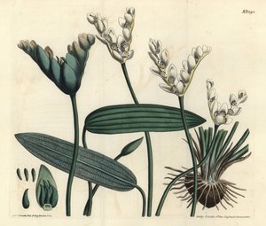 Cap-pondweed, Aponogeton distachyos by Sydenham Teast Edwards