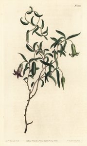 Apple Berry from William Curtis
