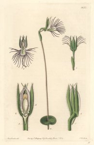 Araignee Orchid