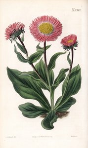 Aster Variete - Fine rayed starwort, Aster alwartensis, native to the Caucasus