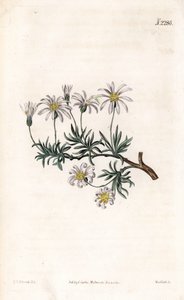 Shrub aster, Felicia fruticosa (Shrubby starwort, Aster fruticulosus).