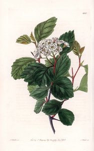 Hawthorn or White Thorn, Native of North America by Sydenham Teast Edwards