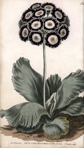 Auricle or Bear Ear by Sydenham Teast Edwards