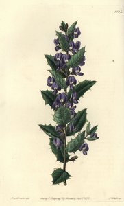Australian Hovea Shrub
