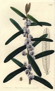 Australian Hovea Shrub Variety - Shaggy Hovea, Hovea villosa. Handcoloured copperplate engraving from Sydenham Edwards