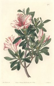 Azalea of Florists - S. Watts Strong Water from an Illustration by Sarah Anne Drake, from the Botanical Register by Sydenham Teast Edwards