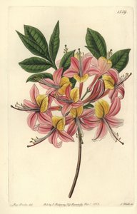Azalea Pontic Yellow - Yellow Azalea, Rhododendron luteum (Changeable Pontic Azalea, Azalea pontica versicolor). Handcoloured copperplate engraving from Sydenham Edwards