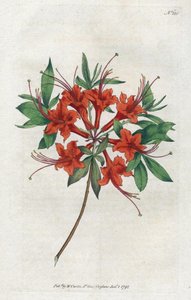 Azalea with Bare Flowers from the Botanical Magazine by William Curtis