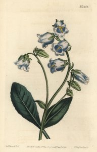 Bearded Bellflower