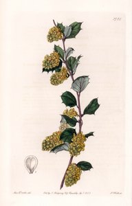 Berberis - Engraved by S. Watts, from an illustration by Sarah Anne Drake, from the Botanical Register of Sydenham Edwards by Sydenham Teast Edwards