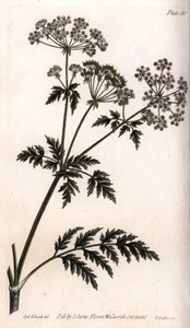 Big Hemlock