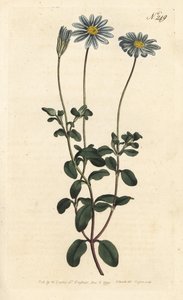 Blue daisy, Felicia amelloides (Blue-flowered cineraria or Cape aster, Cineraria amelloides) - Handcoloured copperplate engraving by Sansom after an illustration by Sydenham Edwards from William Curtis