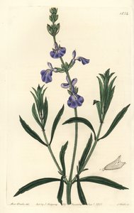 Blue Sage by Sydenham Teast Edwards