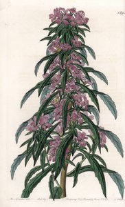 Boisduvalia Variety, Dense-flowered Epilobium. Handcoloured copperplate engraving from Sydenham Edwards