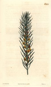Branch with needles, of a shrub Daviesia Aicularis, native to Australia. Illustration by Sydenham Edwards, engraving by Weddell. The Curtis Botanical Magazine by Sydenham Teast Edwards