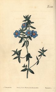 Broad-leaved pimpernel, Anagallis latifolia
