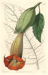 Brugmansia Ecarlate or Trumpet of Angels Ecarlate, Native of South America - Strong Water by S. Watts from an Illustration by Sarah Anne Drake, from the Botanical Register