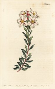 Buchu, Adenandra villosa (Umbel-flowered diosma, Diosma speciosa)