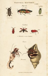Jewel Beetles and Common Hermit Crab by Sydenham Teast Edwards