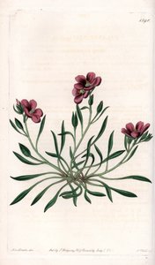 Calandrinia Variete by Sydenham Teast Edwards