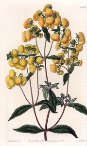 Calceolaria Rugosa. Handcoloured copperplate engraving from Sydenham Edwards