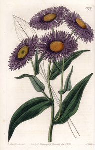 California Erigeron