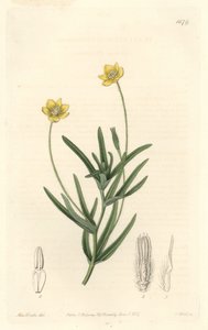 California Platystemon by Sydenham Teast Edwards