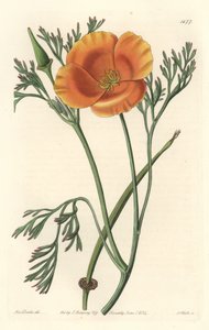 California Poppy