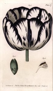 Calisse of tulip and carnation giroflee or carnation florists. Coloured copper engraving, illustration by Sydenham Edwards for Conferences of Botanical, Botanical Garden of Lambeth, England by Sydenham Teast Edwards