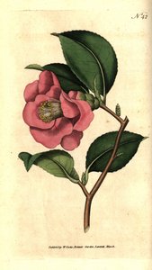 Rose Camellia
