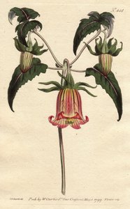 Canary Bell Flower with Pink Veined Yellow Flowers Drooping. Canarina campanula. Handcoloured copperplate engraving from Sydenham Edwards