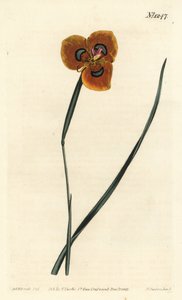 Cape Tulip - Orange-coloured moraea, Moraea tulbaghensis (Moraea pavonia) by Sydenham Teast Edwards